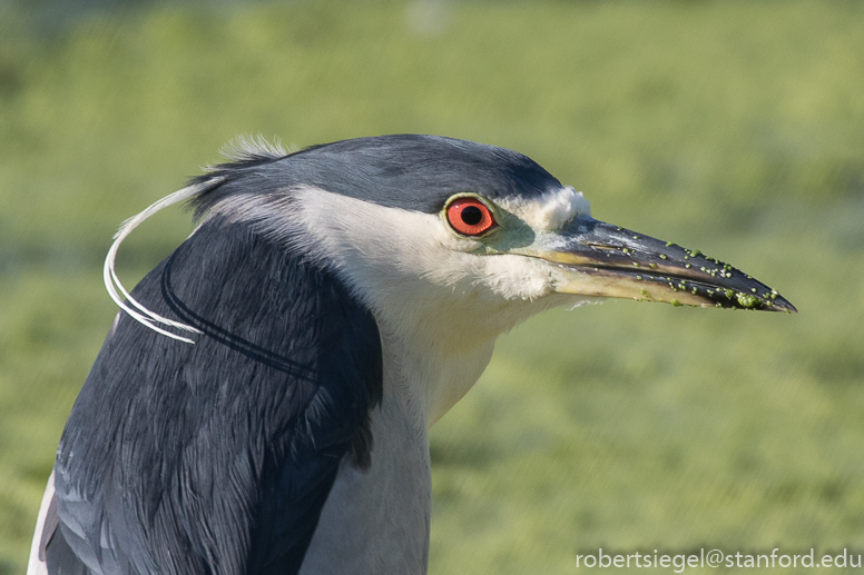 emily renzel wetlands